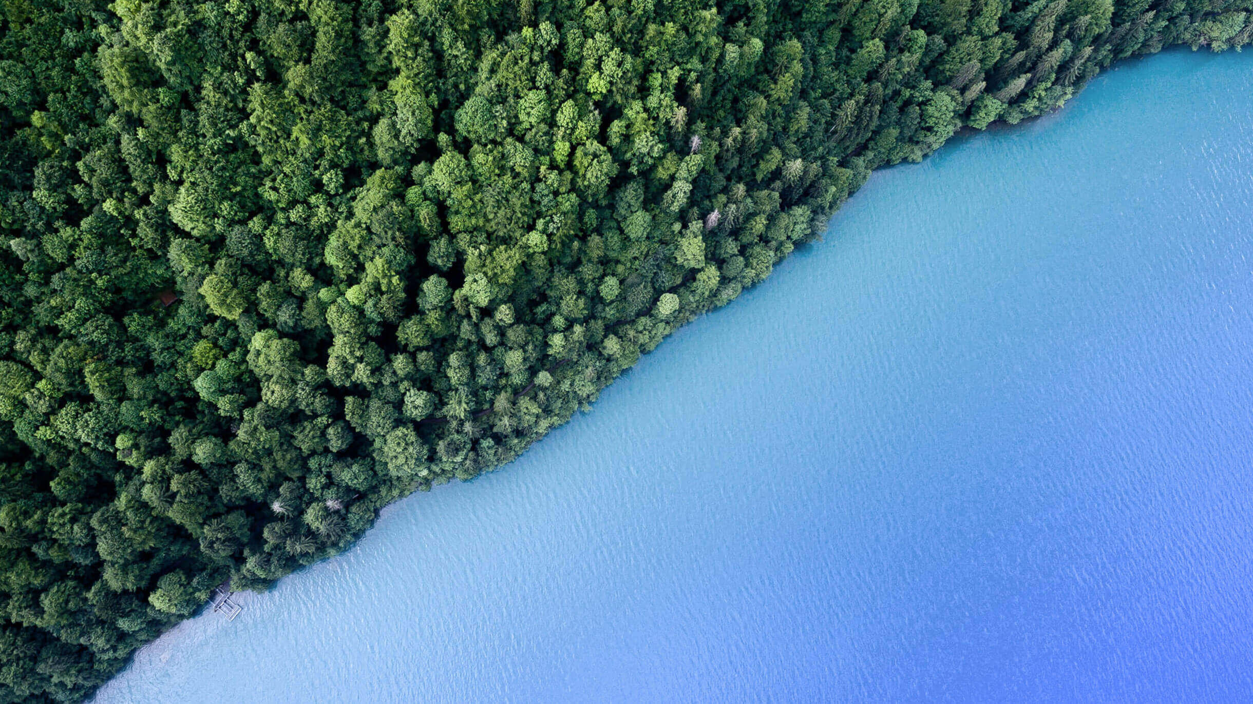 forest view with a beautiful blue lake on the side